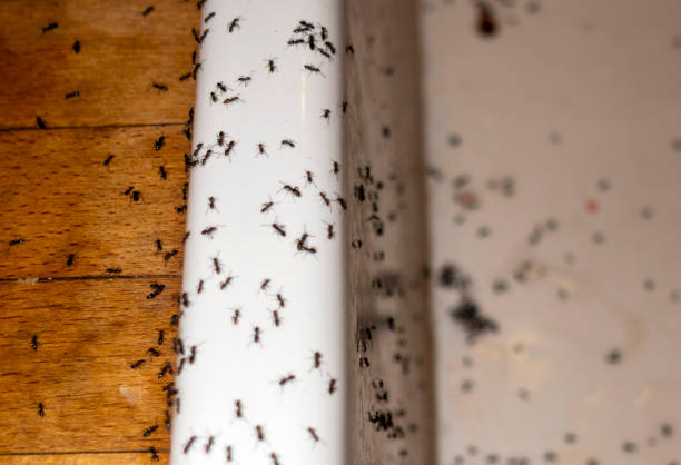 Best Spider Control Near Me  in Austin, TX